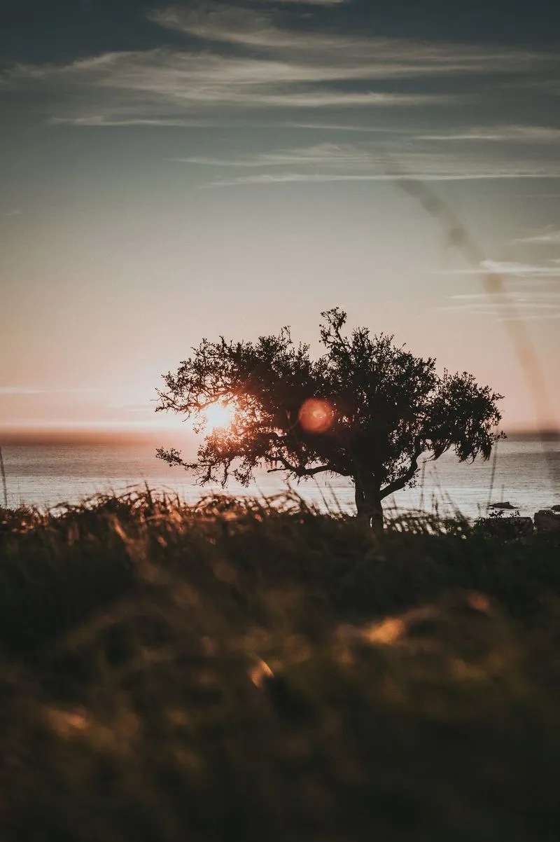 Paysage avec un arbre au coucher de soleil, symbolisant l’approche douce et innovante de la thérapie LI-ICV avec Mélissa Vidal, psychologue en ligne.